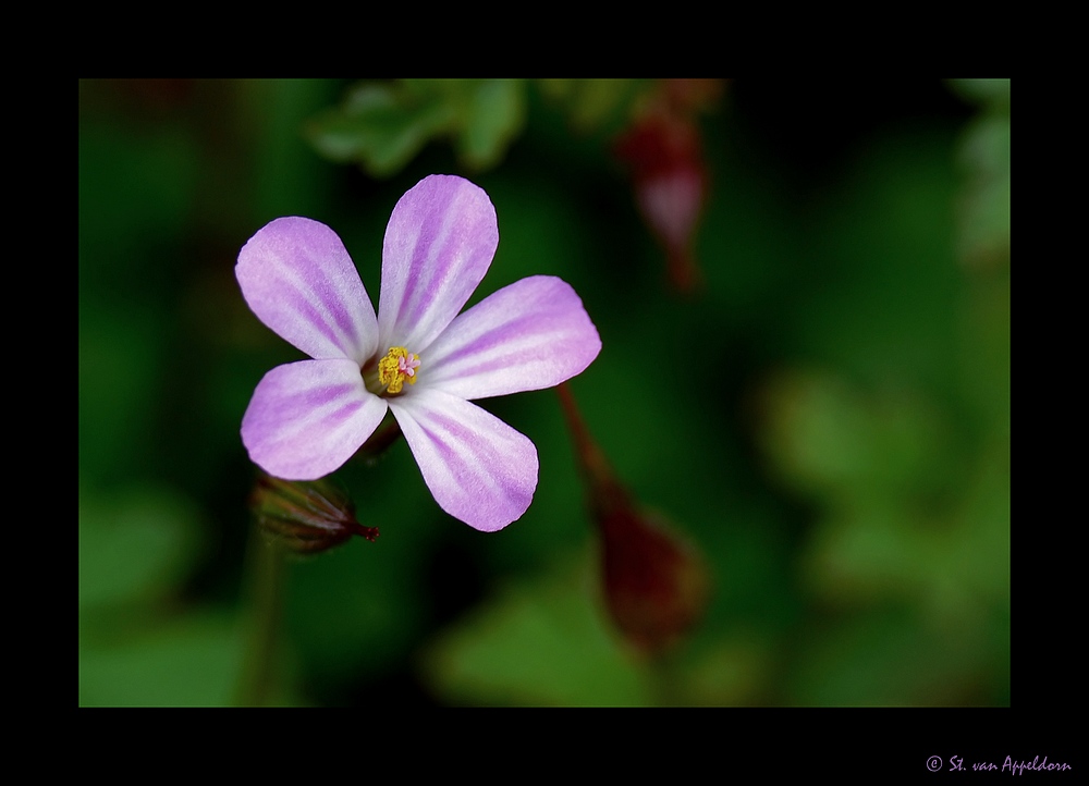 Mauerblümchen