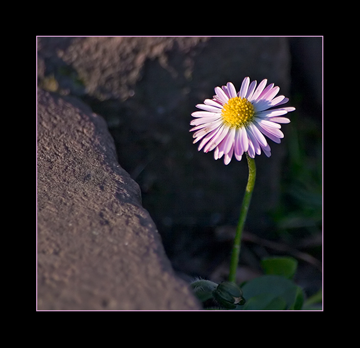 Mauerblümchen