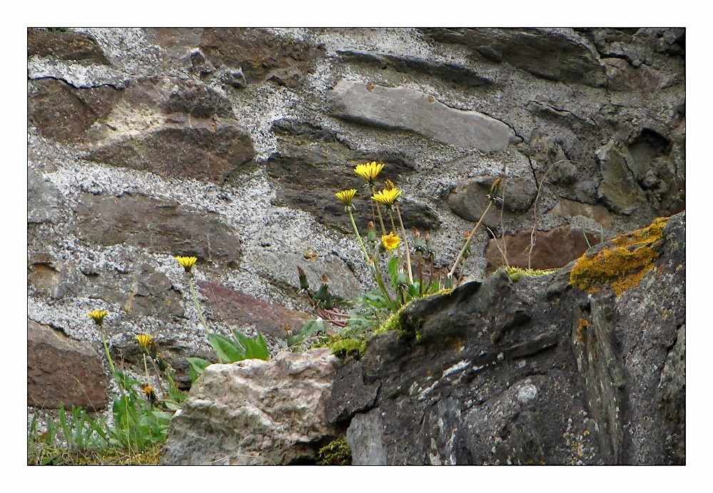 Mauerblümchen...