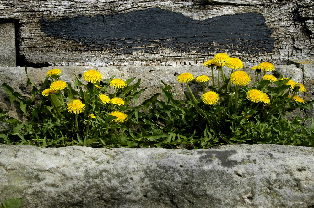 Mauerblümchen