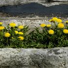 Mauerblümchen