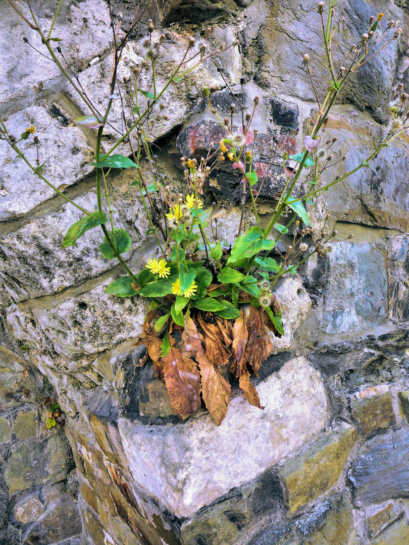 Mauerblümchen