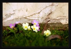 Mauerblümchen gibt es wohl jedes Jahr...