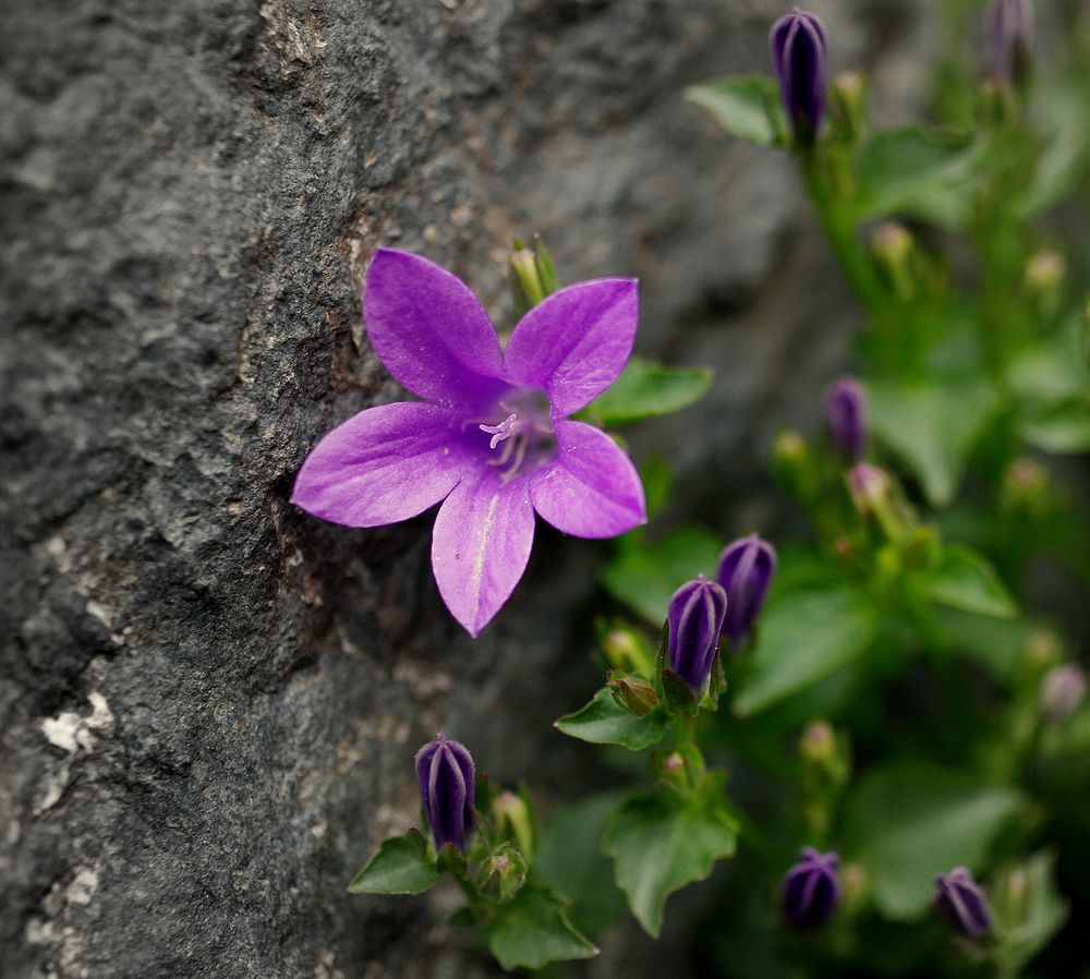 Mauerblümchen I