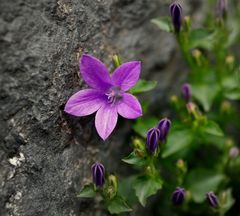 Mauerblümchen I