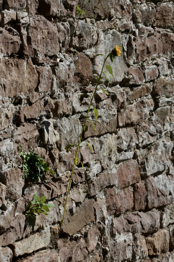 Mauerblümchen (I)