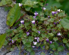 Mauerblümchen I