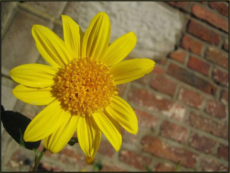 Mauerblümchen II