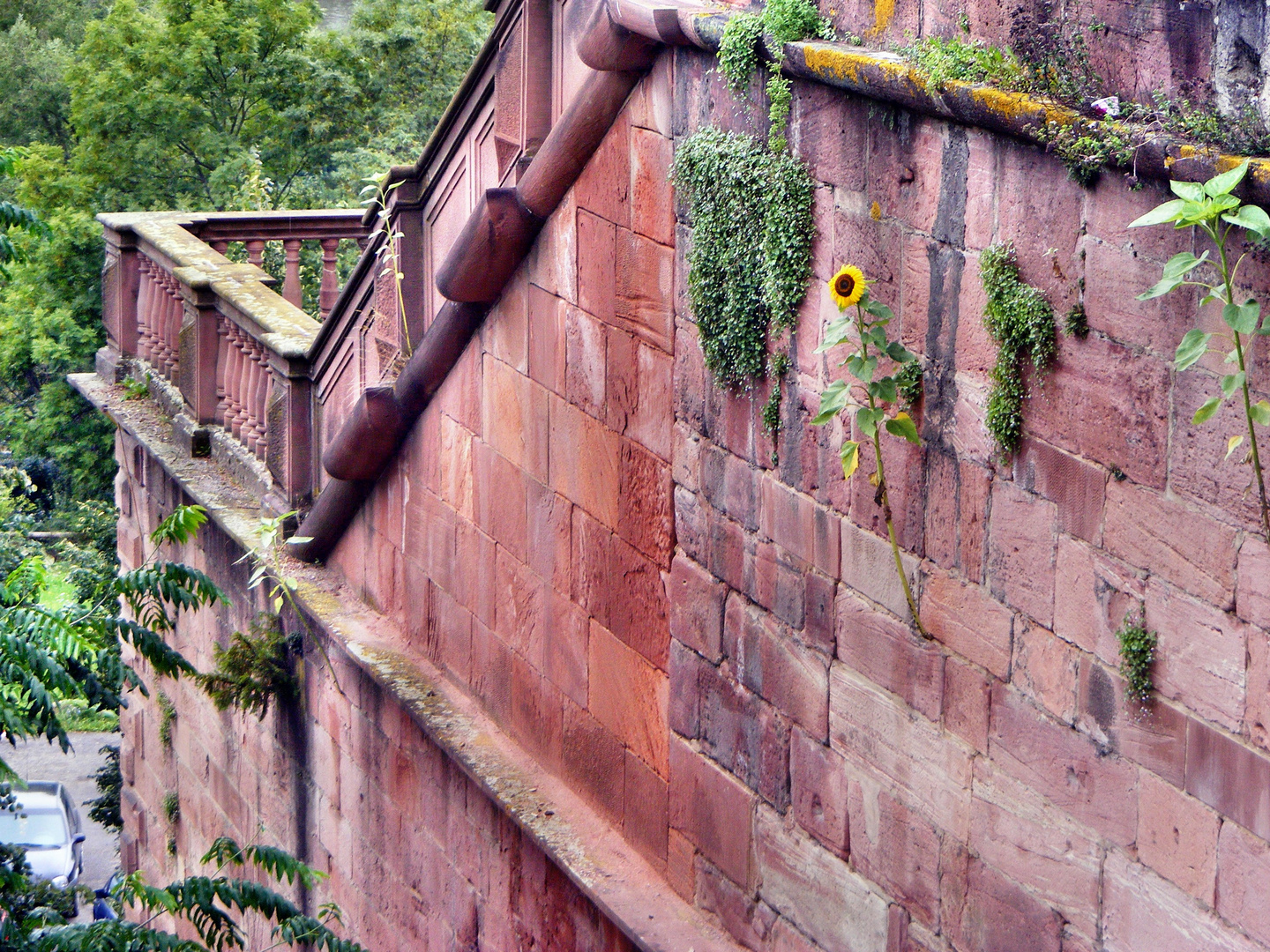 Mauerblümchen II