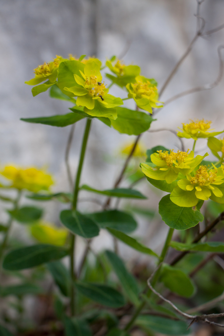 Mauerblümchen II