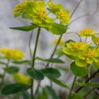 Mauerblümchen II