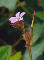 Mauerblümchen II