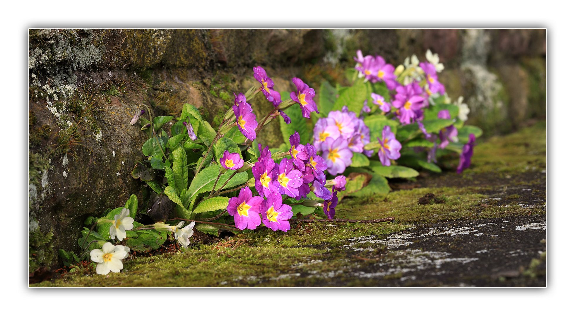 Mauerblümchen (II)