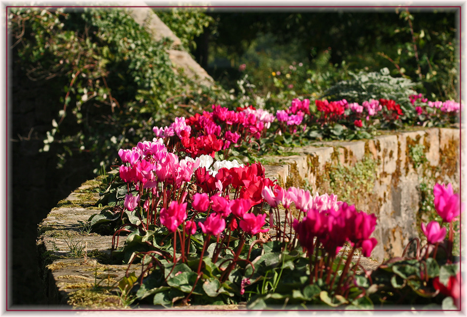 Mauerblümchen II