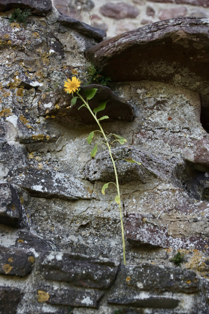 Mauerblümchen (III)