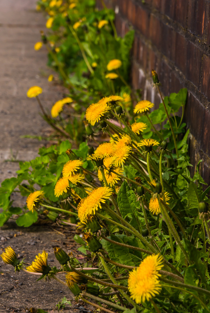 Mauerblümchen III