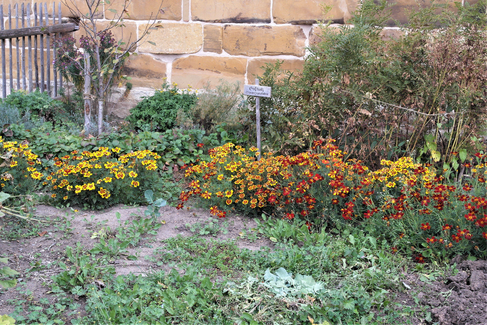 Mauerblümchen im Freilandmuseum Bad Windsheim