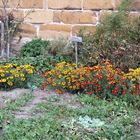 Mauerblümchen im Freilandmuseum Bad Windsheim