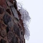 Mauerblümchen im Frost