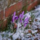 Mauerblümchen im Schnee