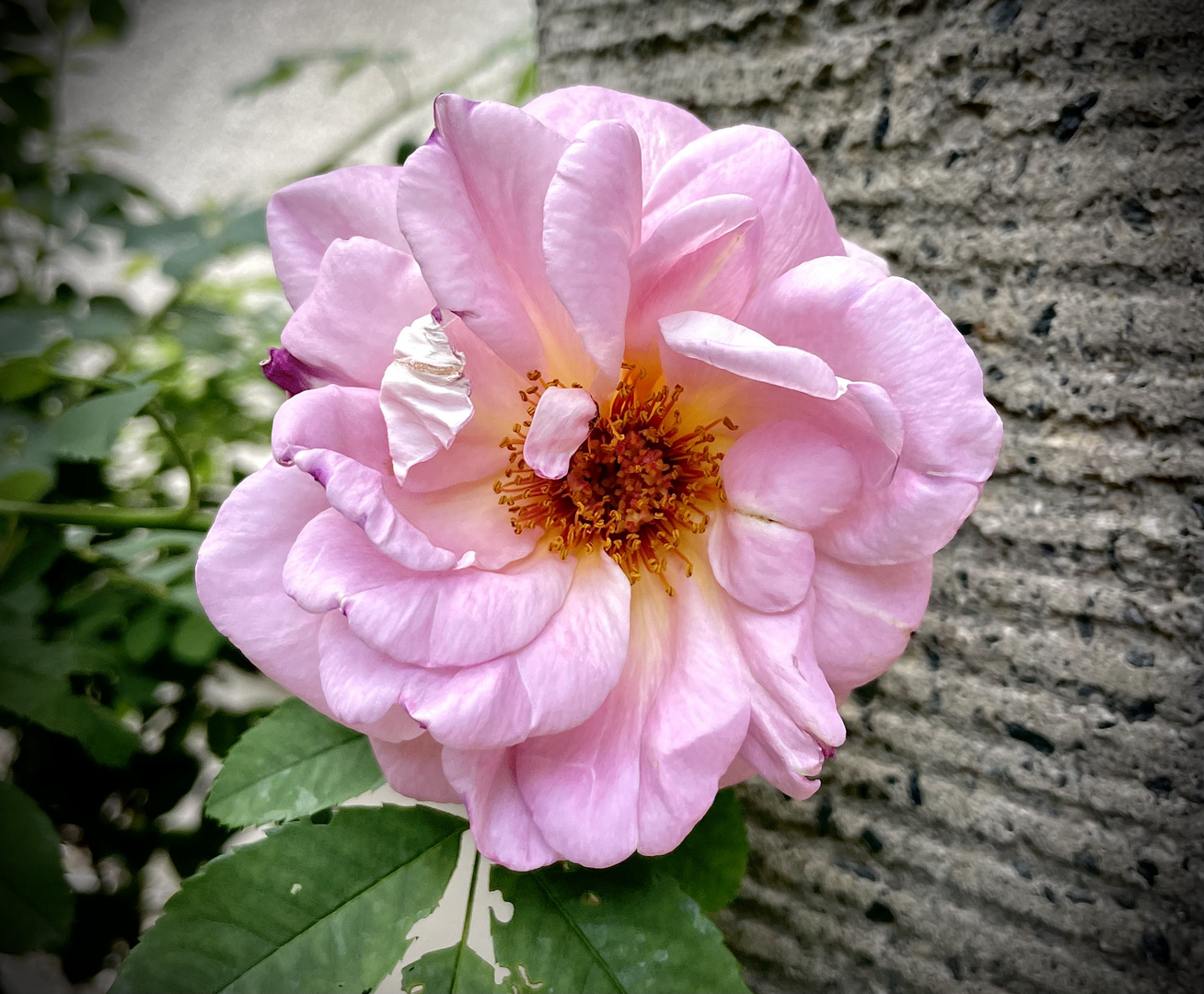 Mauerblümchen in edel