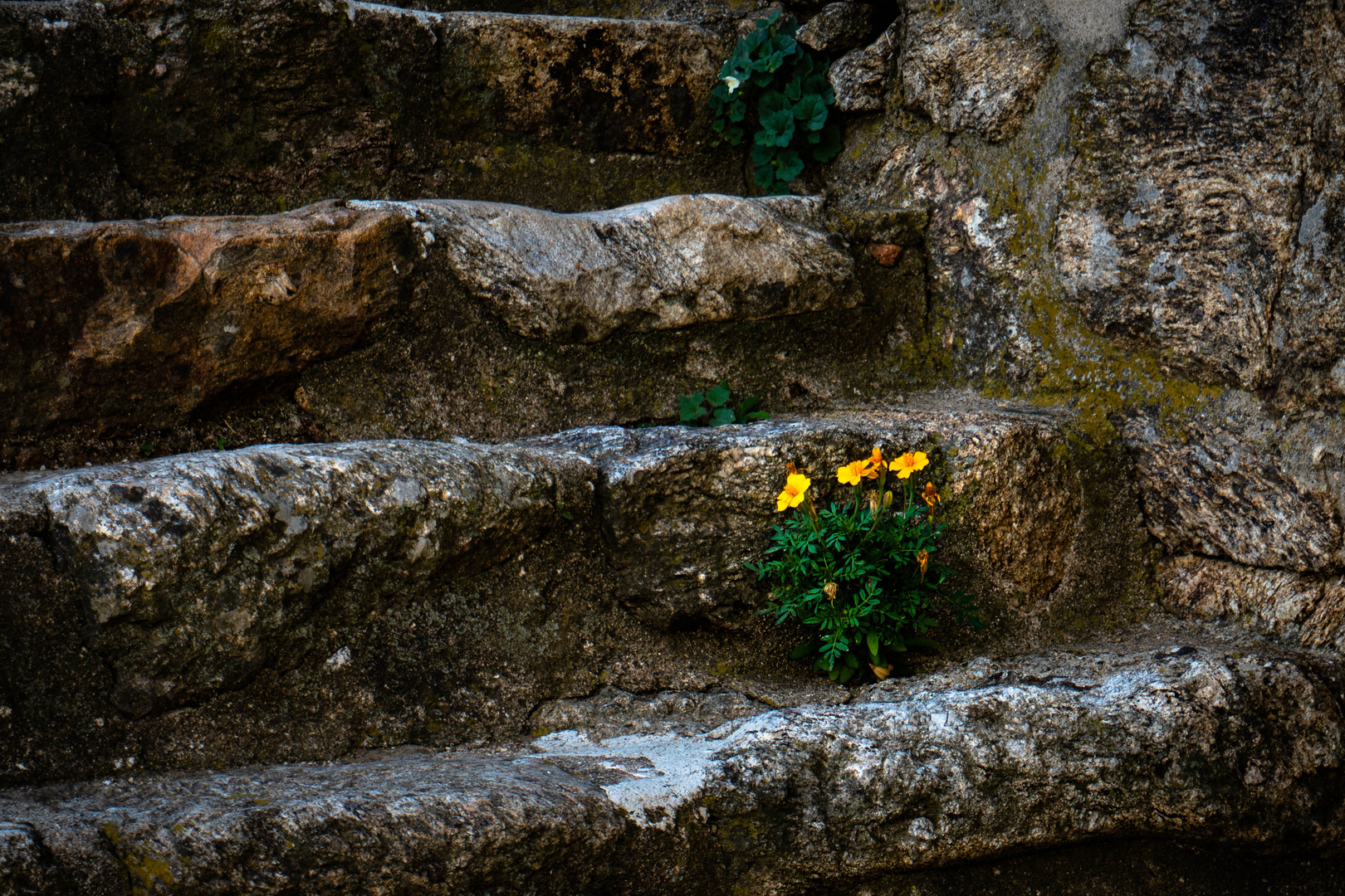 Mauerblümchen in einem kleinen Dorf in der Ardeche