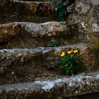 Mauerblümchen in einem kleinen Dorf in der Ardeche