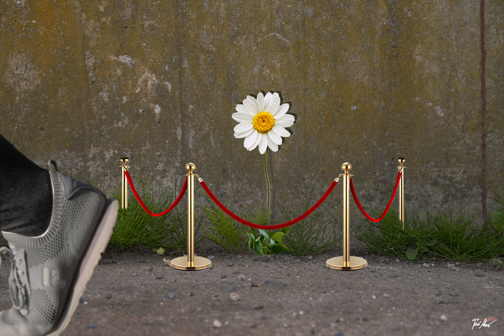 Mauerblümchen / Little Wallflower