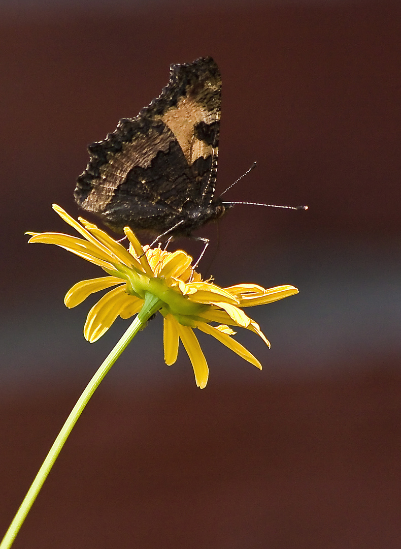 Mauerblümchen mit Falter