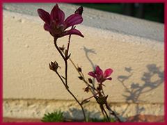 Mauerblümchen mit Schatten