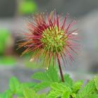 Mauerblümchen mit Stacheln