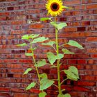 "Mauerblümchen" ...oder so ähnlich