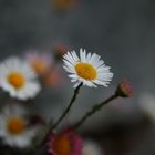 Mauerblümchen (spanisches Gänseblümchen)