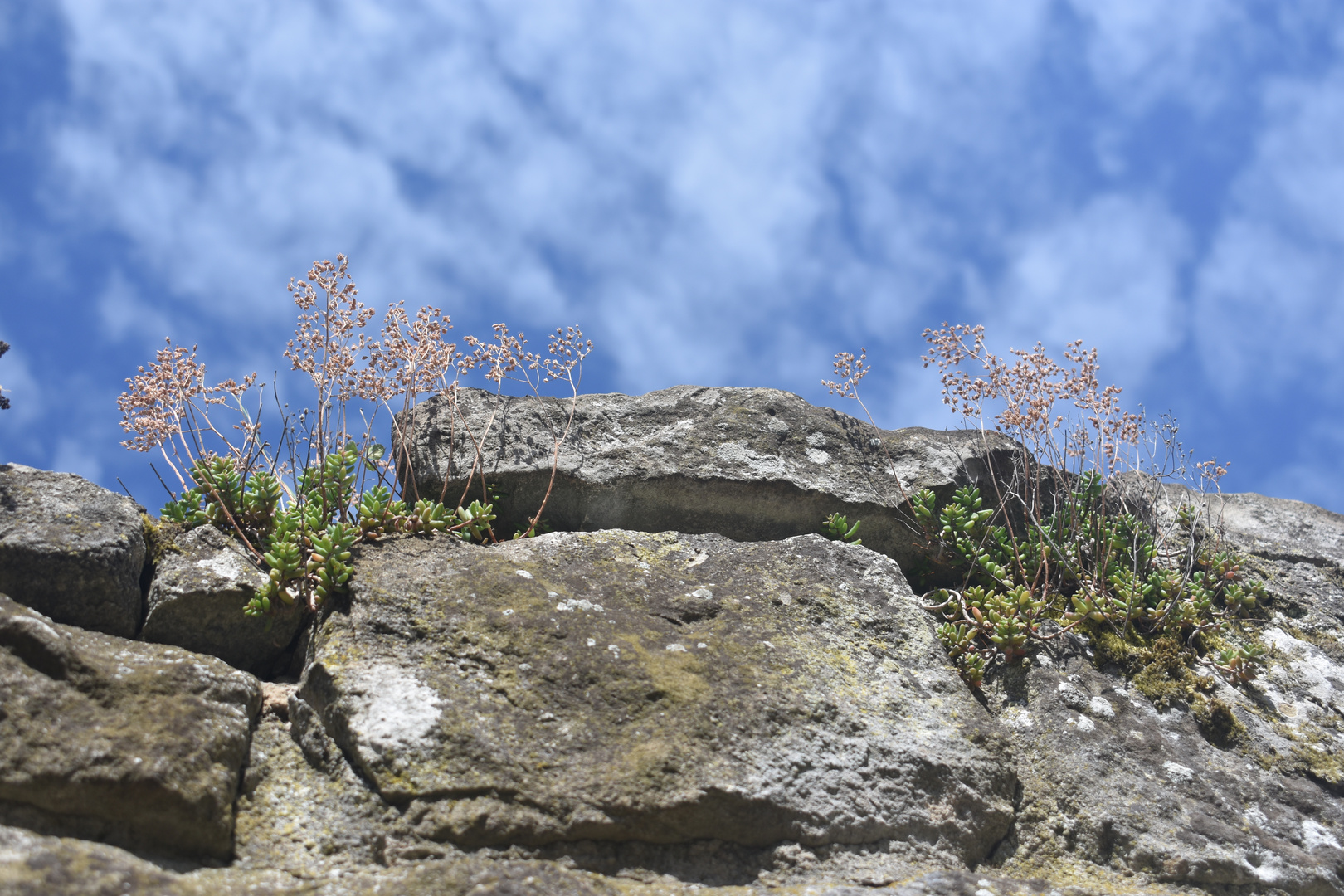 Mauerblümchen unterm Wokenhimmel - Mittwochsblümchen