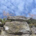 Mauerblümchen unterm Wokenhimmel - Mittwochsblümchen