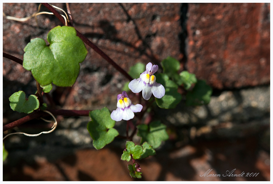 Mauerblümchen Zimbelkraut