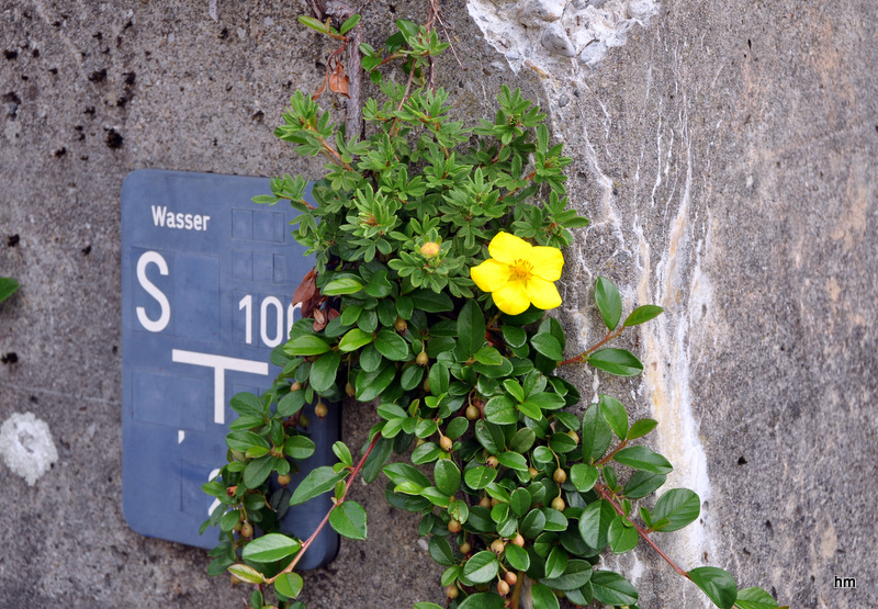 Mauerblümchen zum Mittwoch