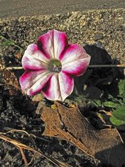 Mauerblümchen zum Mittwoch