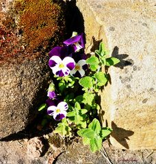 Mauerblümchen zum Mittwoch