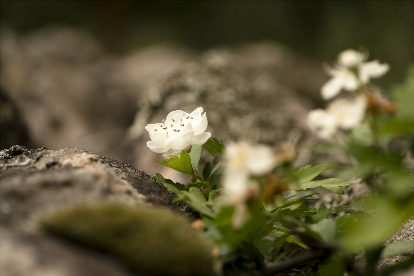 mauer.blüte