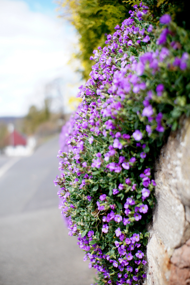 Mauerblume