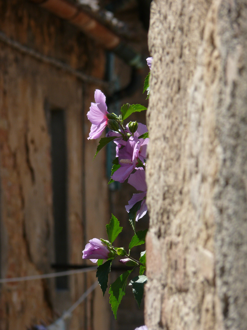 mauerblume