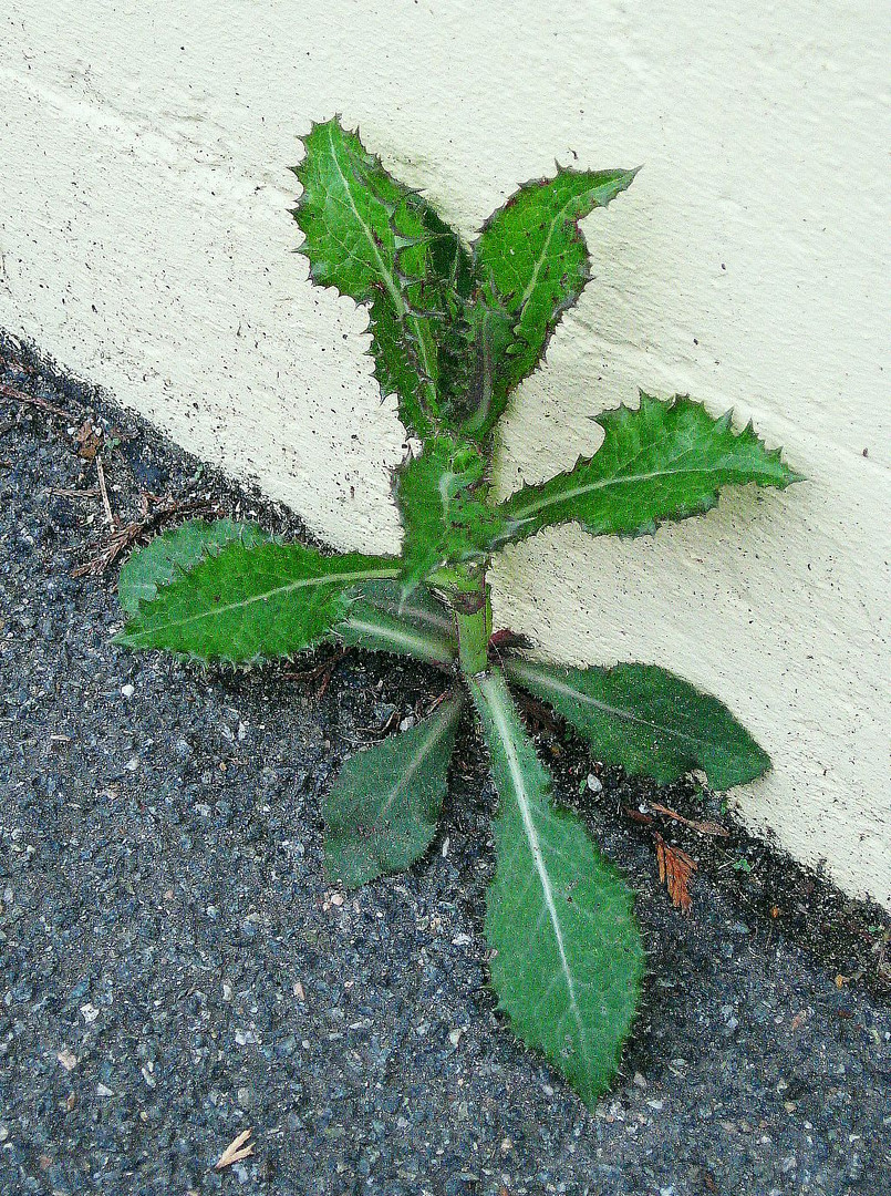 Mauerblume