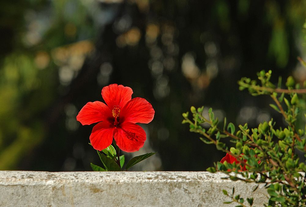 mauerblume