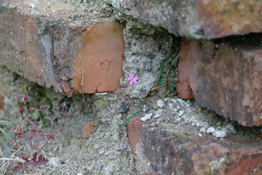 Mauerblume