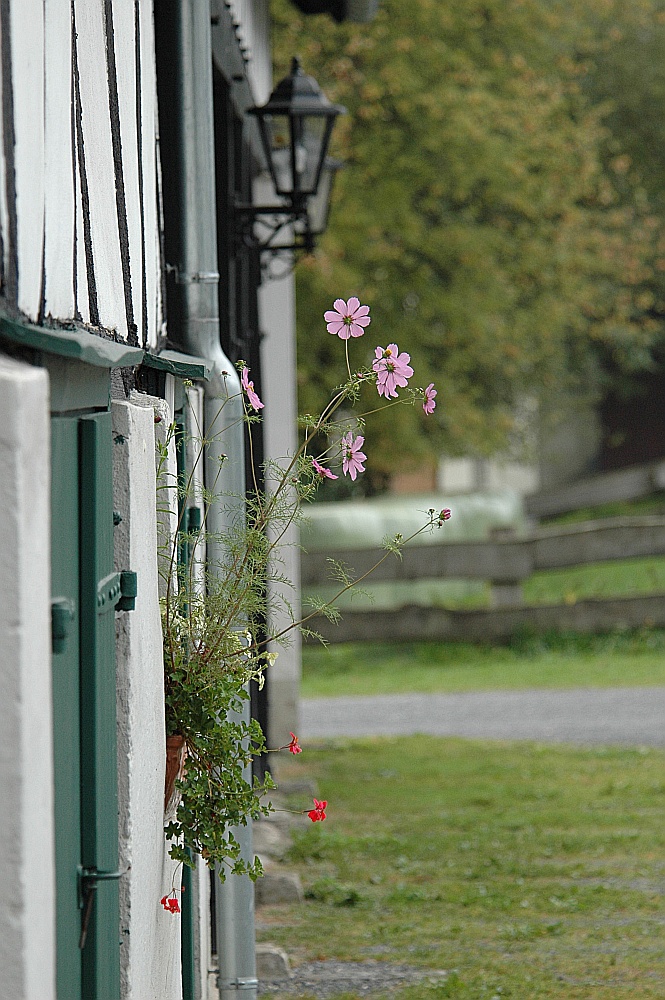 Mauerblumen