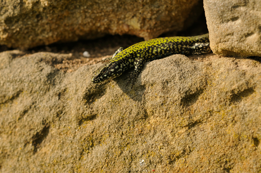 Mauerdrache