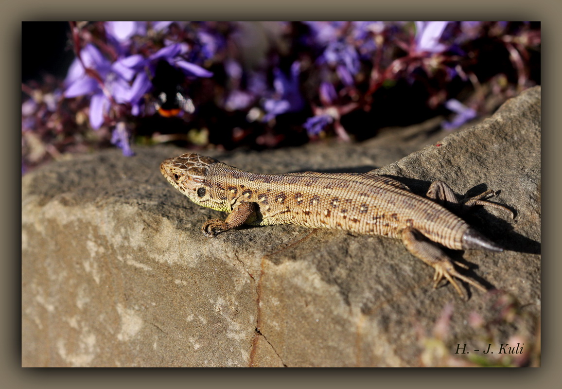 Mauereidechse Foto & Bild | natur, tiere, wildlife Bilder auf fotocommunity