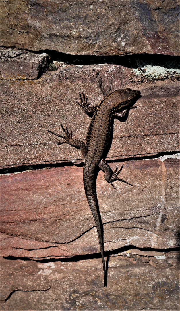 Mauereidechse an der Mosel - Reptil des Jahres 2011