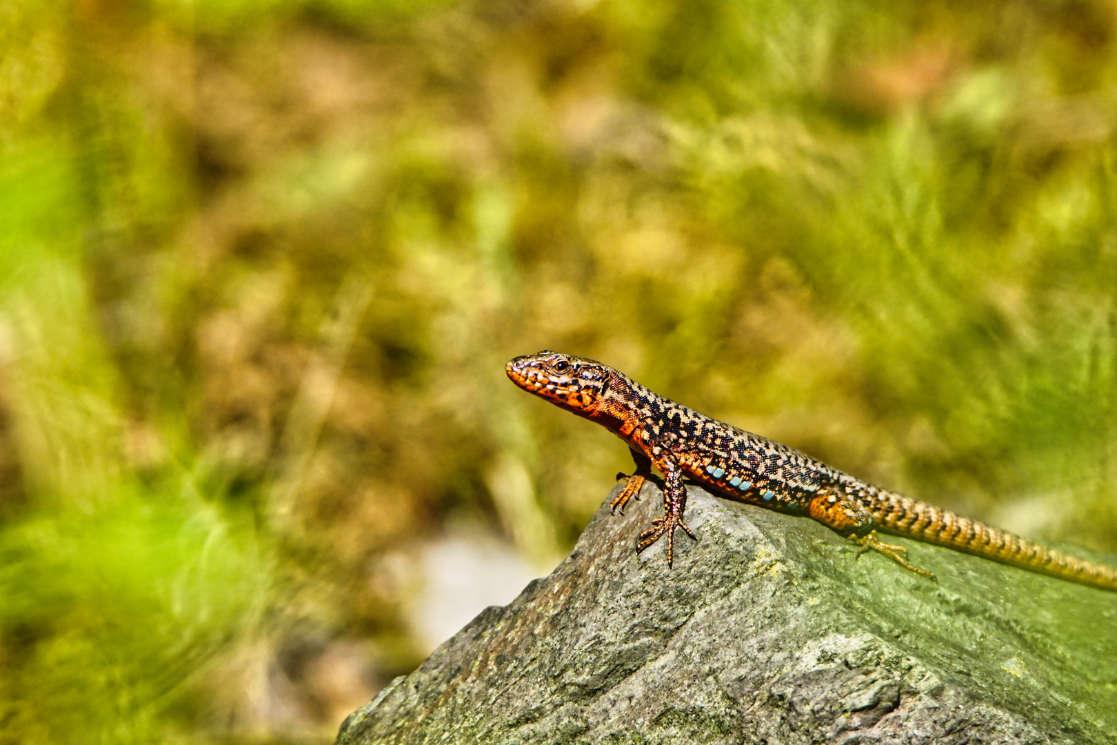 Mauereidechse beim Sonnenbad